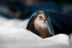 开云体育APP下载-赛道与球场，竞速的艺术，决胜于须臾之间