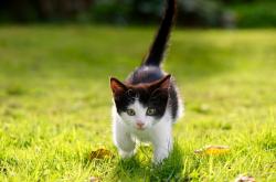 开云体育APP下载-巨灵神降凤凰城！小贾伦49分神迹击穿太阳烈焰阵