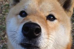 开云体育在线-绿茵场上的历史重演，法国封锁挪威与内马尔的持续杀伤