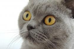 开云体育官方网站-钢铁之躯与黎明破晓，奥运前夜，字母哥的终极接管