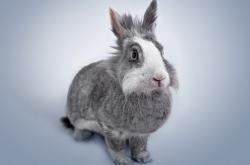 开云体育app-从钢铁之城到新王登基，马刺踏平活塞的遗产与福克斯的东决接管时刻