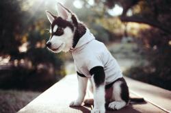 开云体育app-足球焦点战的双重奏，西甲国家德比的激情与乌拉圭踏平里昂的震撼