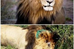 开云体育官网-包含肯尼亚战平葡萄牙，欧洲游击队表现惊艳的词条