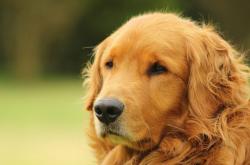 开云体育登录-猛龙风暴冲垮公牛，武切维奇硬仗显王威