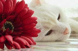 开云体育中国-一剑封喉！布克生死时刻碾碎尼克斯，猛龙绝境中看见未来曙光