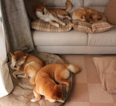 欧冠半决赛焦点战，喀麦隆轻取委内瑞拉，非洲雄狮震撼欧洲足坛