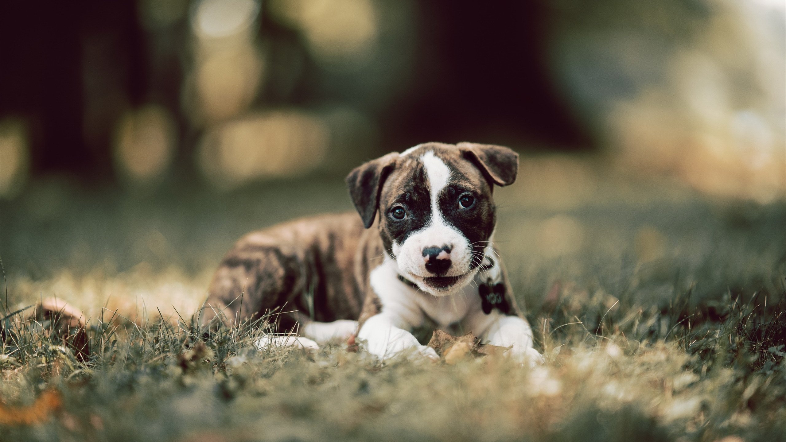 劳塔罗，大场面先生的光芒照耀巴黎对阵马德里竞技之战