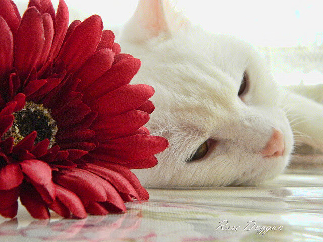 一剑封喉！布克生死时刻碾碎尼克斯，猛龙绝境中看见未来曙光