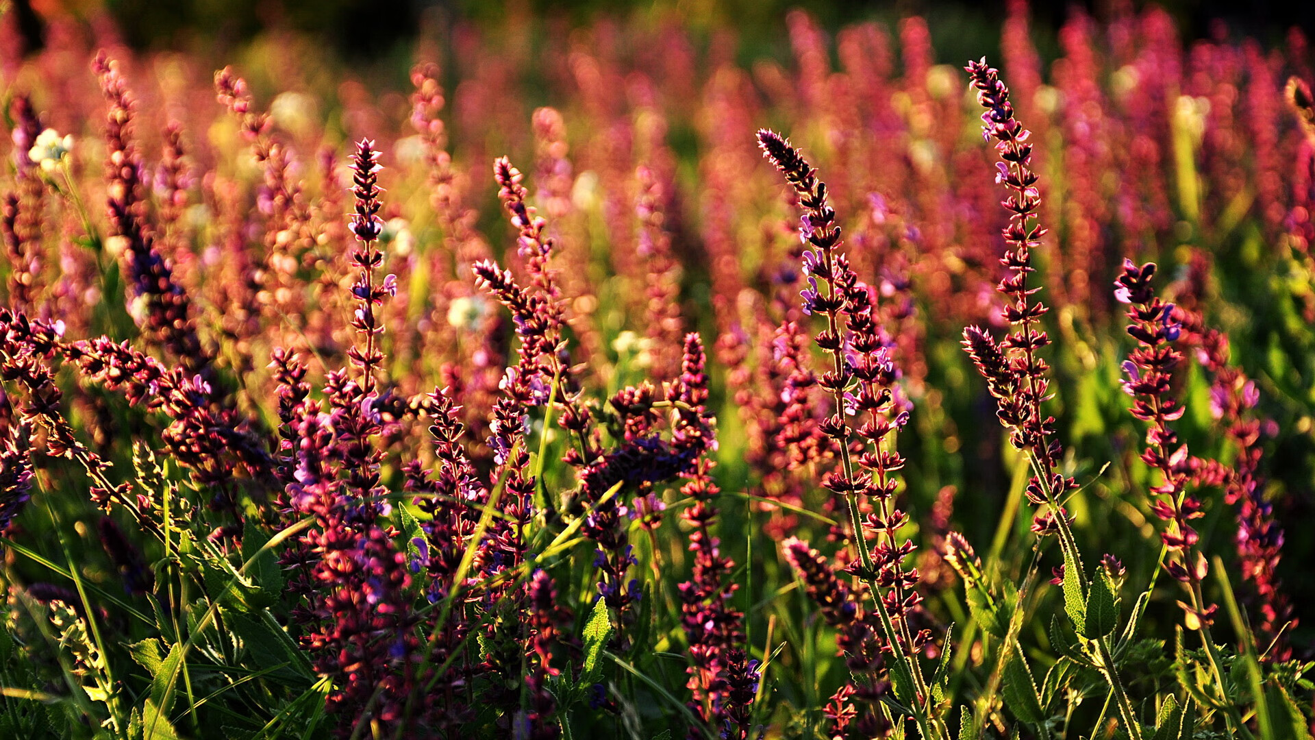 转换风暴的枢纽，武切维奇如何驱动篮网压制猛龙？