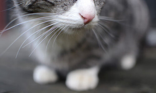 双线制霸，从鹈鹕横扫广东到班凯罗欧冠封神，看篮球世界的权力转移