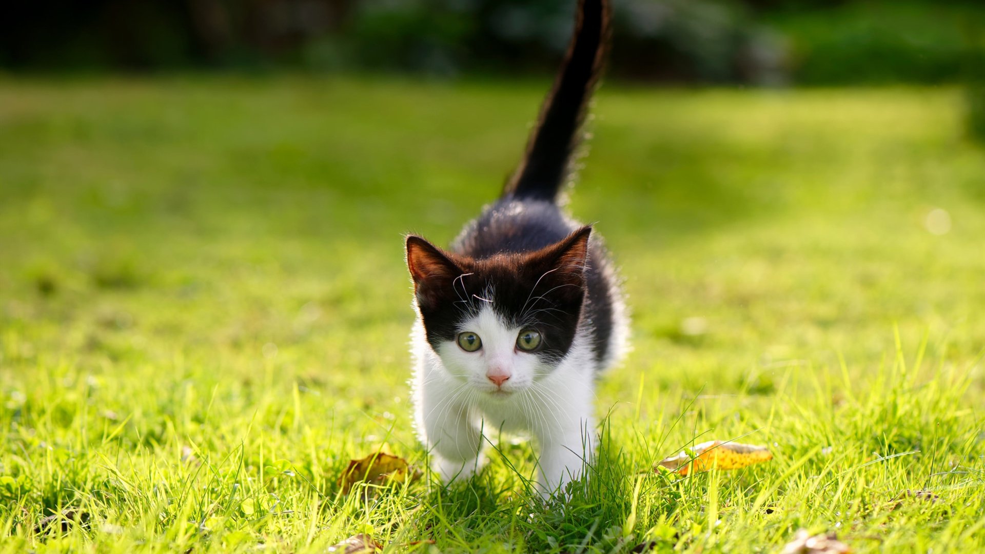 东方铁壁,西方利刃,当浙江队的窒息防守遇见欧冠赛场上的克莱时刻