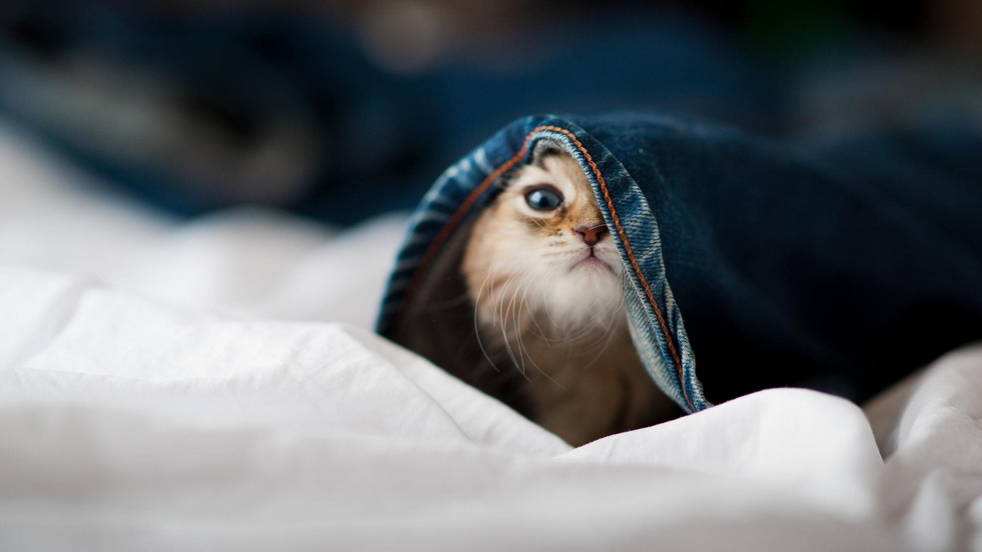 赛道与球场，竞速的艺术，决胜于须臾之间