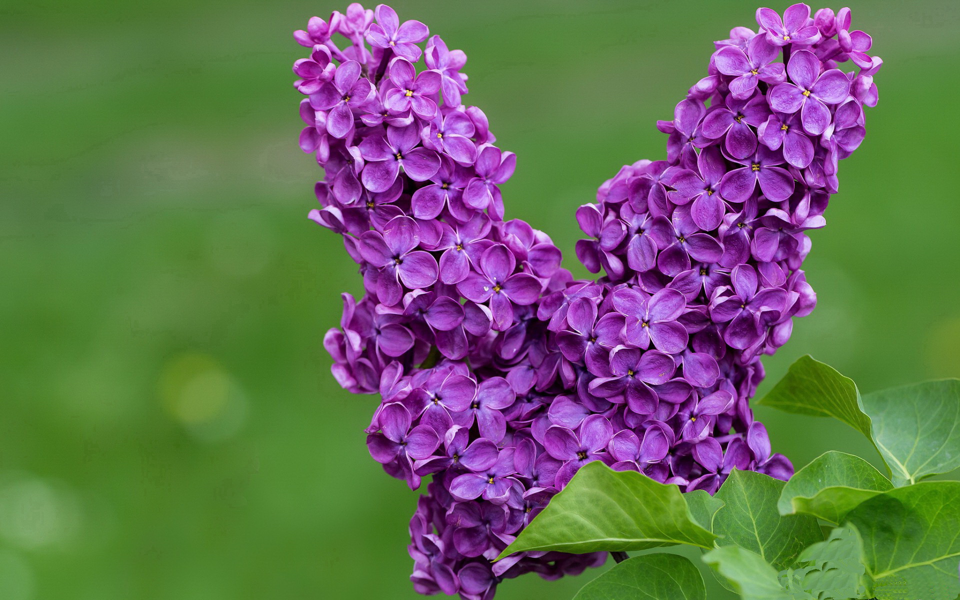 北境铁壁与南美魔法，当尤文的秩序遇上内马尔的狂想