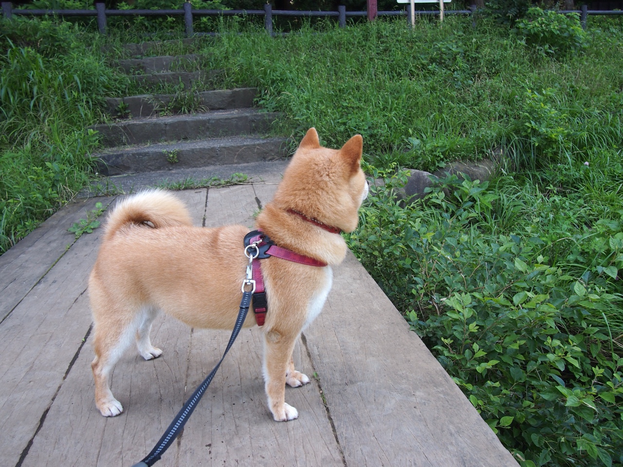 克罗地亚压制塞内加尔,哈弗茨关键进球定乾坤—一场足球盛宴的终极对决