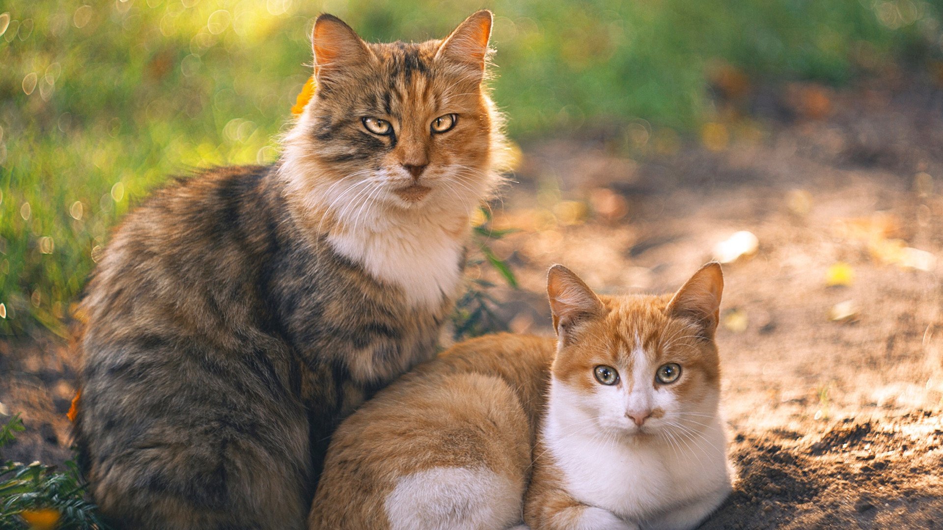 统治力觉醒,球星如何定义比赛—从恩比德到布克