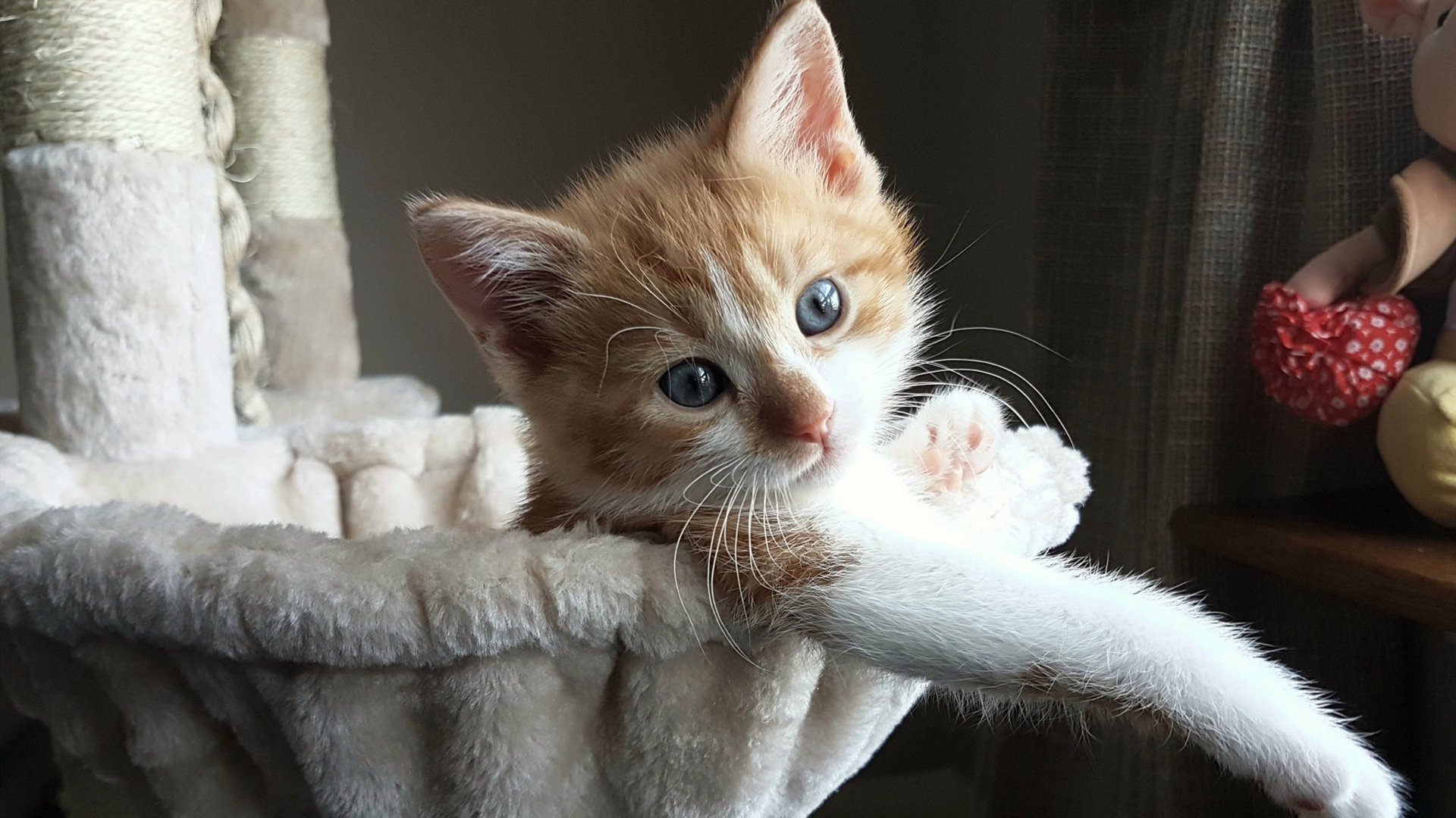 约基奇式悬念终结，当太阳学会提前杀死比赛