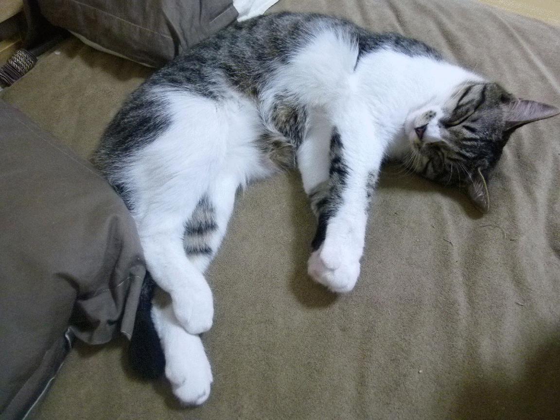 跨洋逆袭！步行者绝境翻盘，莫兰特末节19分打崩山西