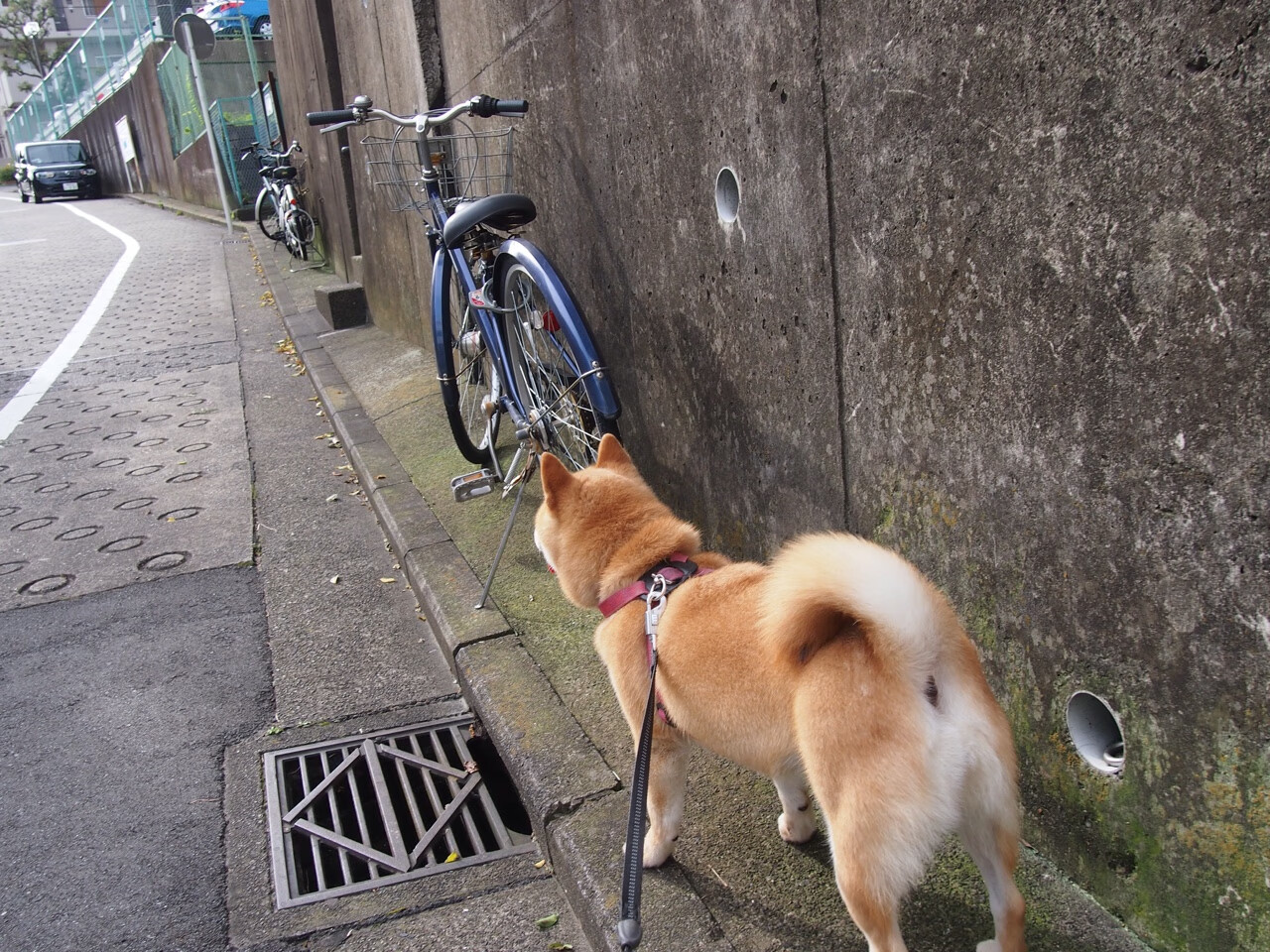 狼图腾与关键先生，广东狂胜背后的篮球哲学