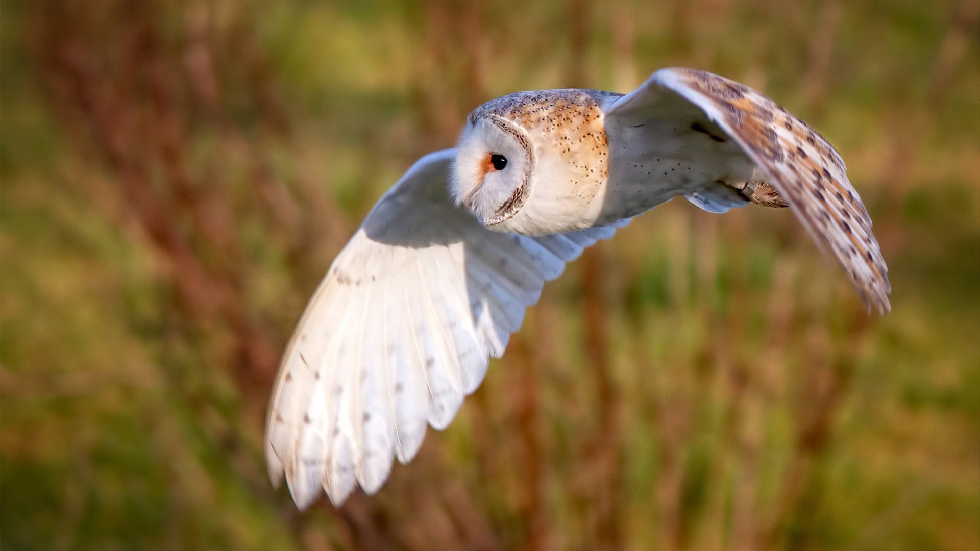 强势晋级!马里力克哥斯达黎加,穆勒关键一球定乾坤