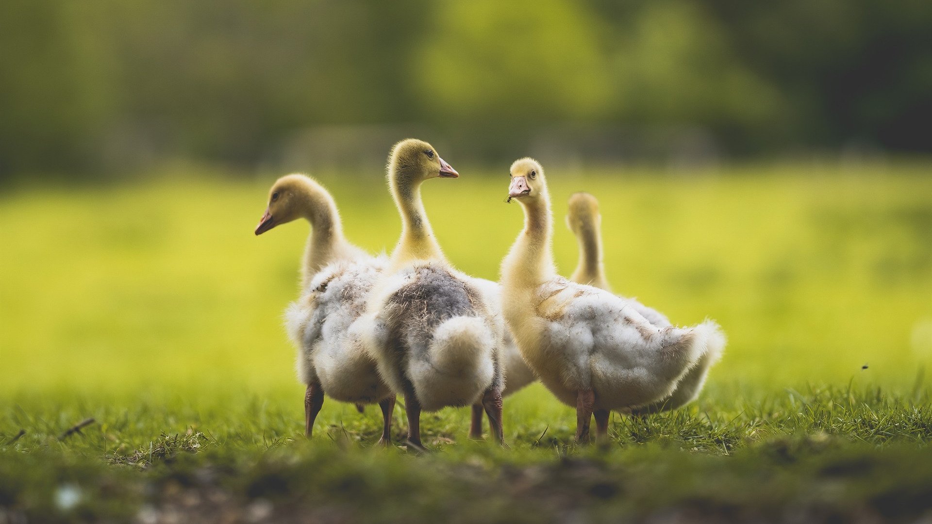 草根英雄与王储登基，当芬兰神话照进卡马文加的欧冠之光