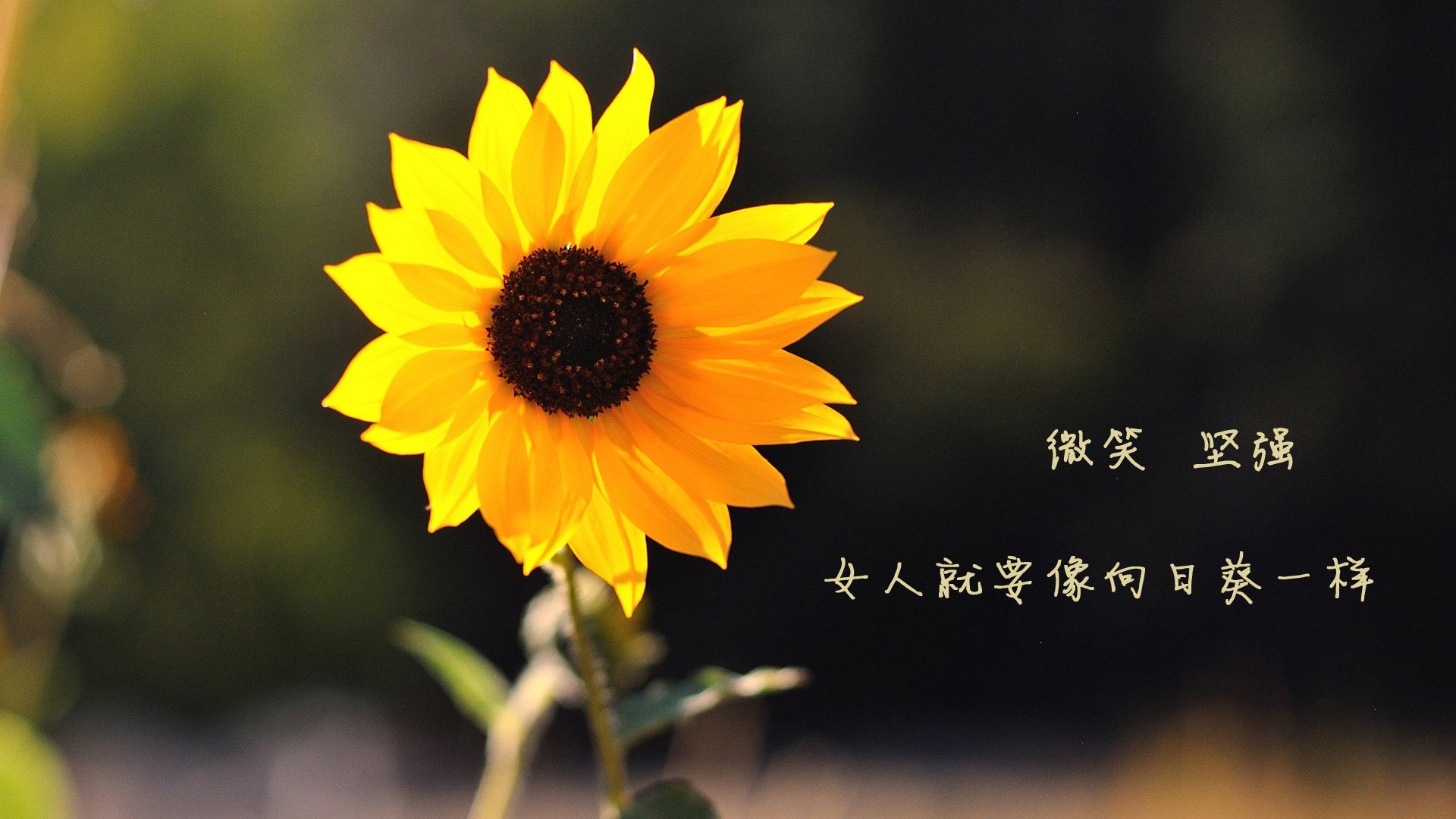 末节风暴，鹈鹕带走76人，切特统治级数据闪耀