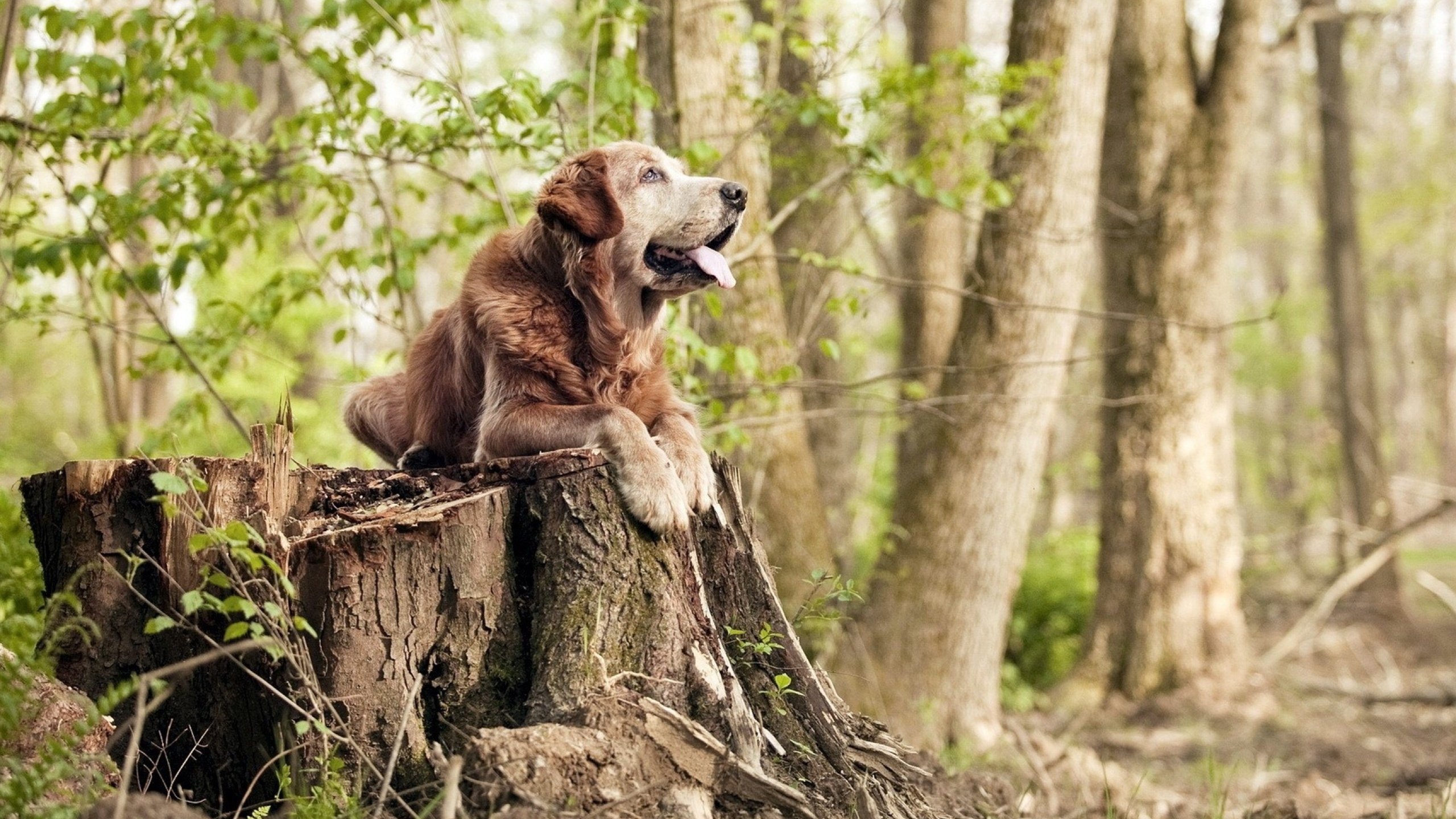 厄德高爆发如核弹撕裂防线,丹麦翻盘哥斯达黎加谱写逆转史诗